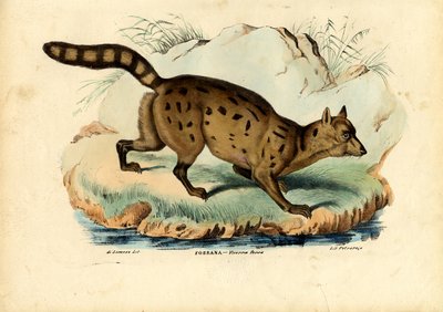 Fossa, 1863-79 von Raimundo Petraroja
